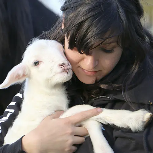 Animal Equality volunteer holding a lamb