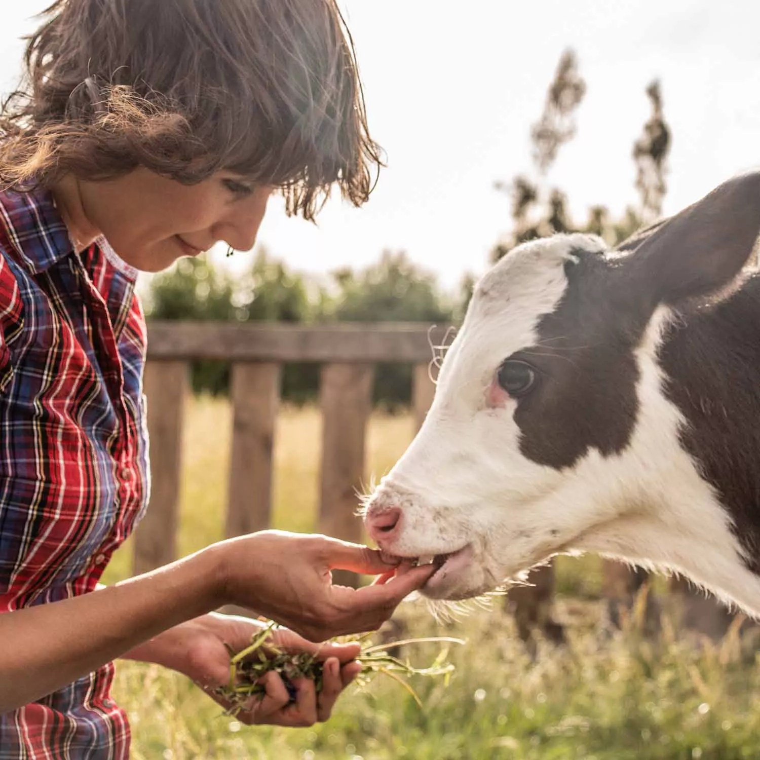 Woman with rescued calf in Chile