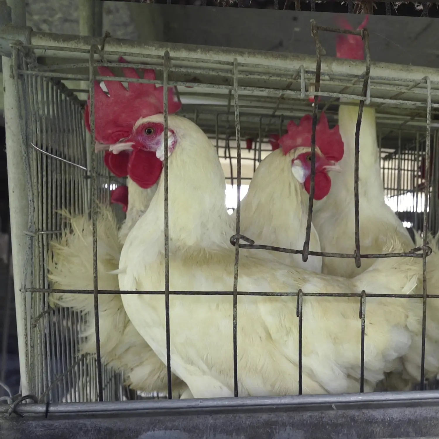 White hens inside a wire cage in a factory farm in India