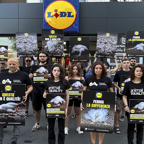Animal advocates protesting outside a LIDL