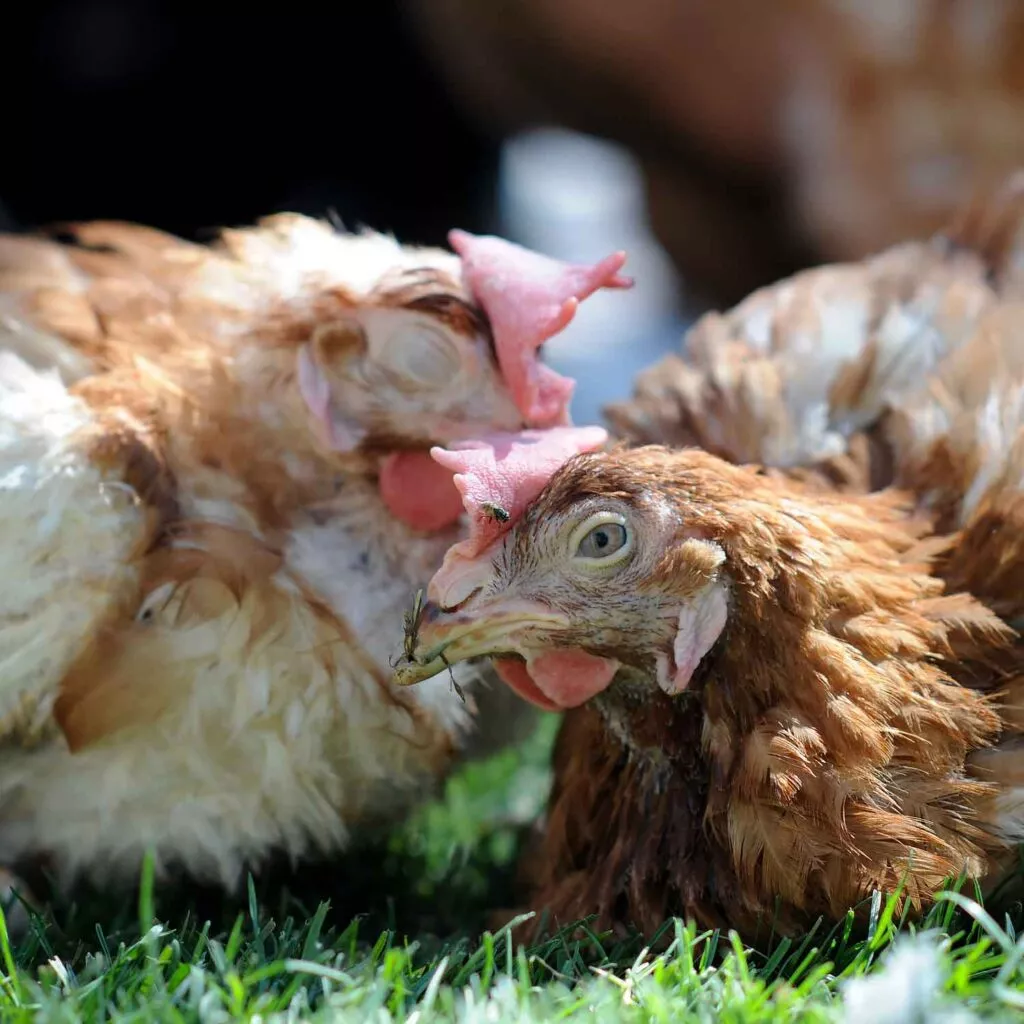 hens