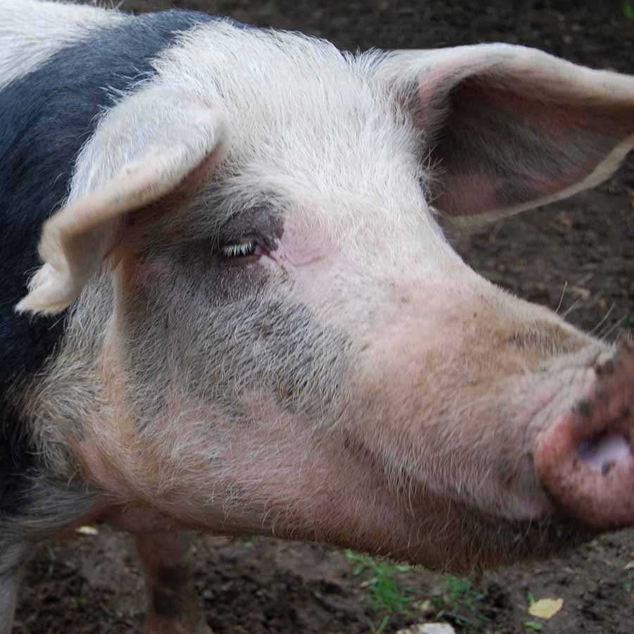 Gracie, a pig rescued from a factory farm