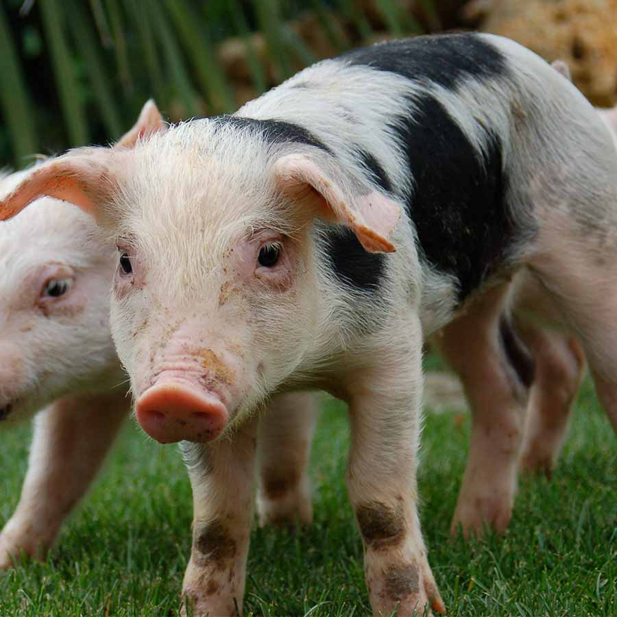 Gracie, a piglet rescued by Animal Equality, walking in the grass