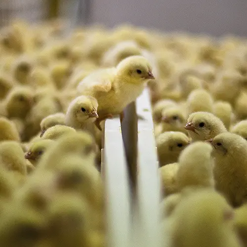 Newborn chickens in a hatchery