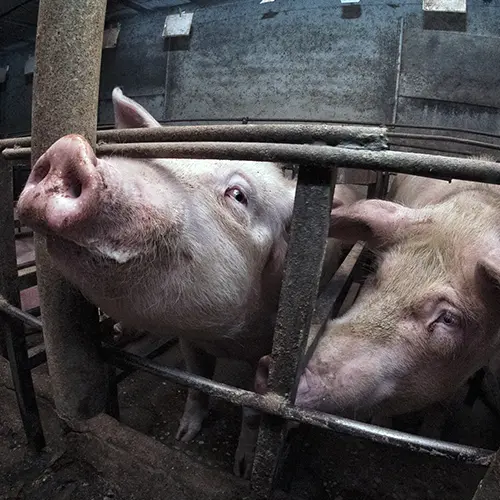 Pigs inside gestation crates