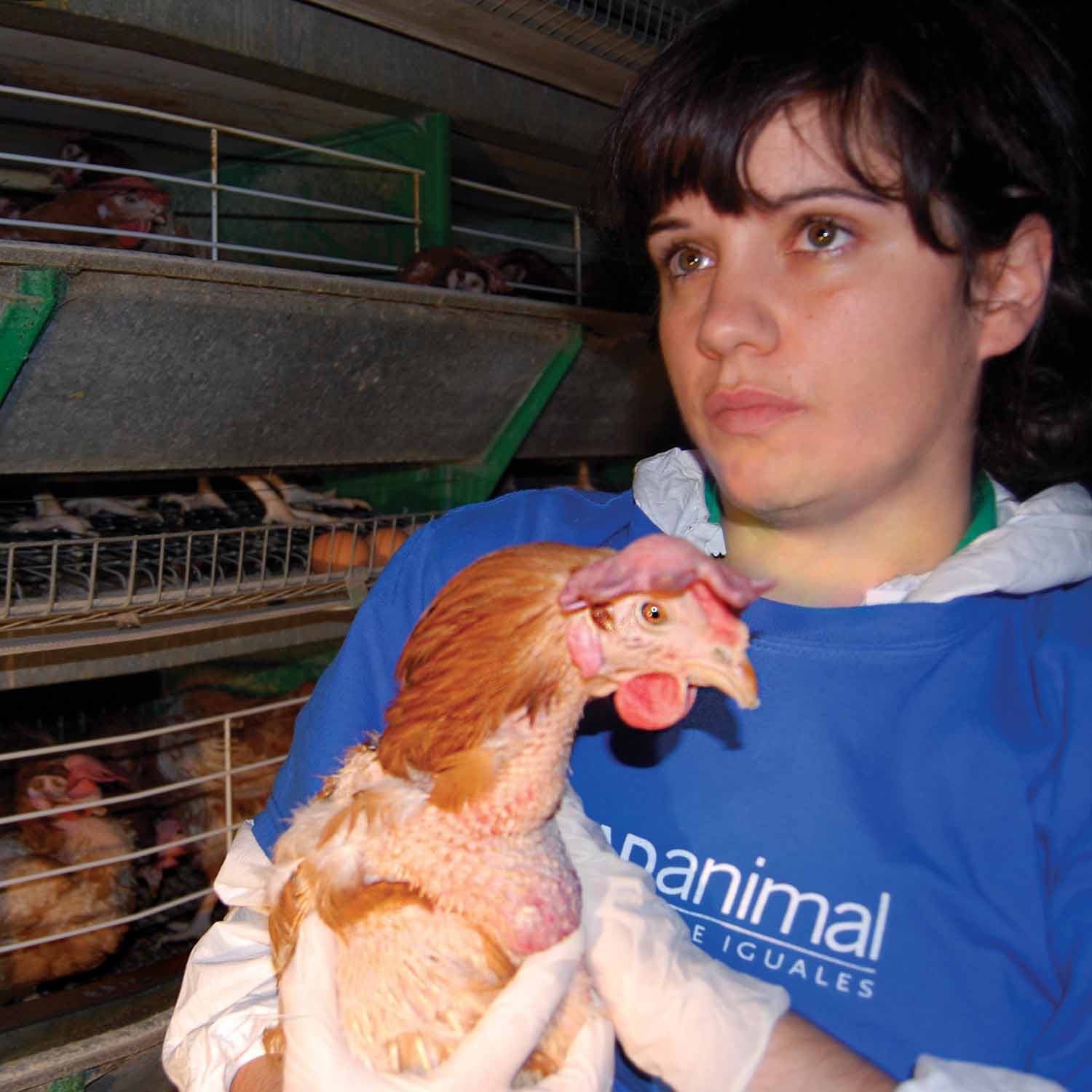 Sharon Núñez, President of Animal Equality, rescuing a hen from an egg farm