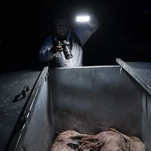 Investigator filming container with dead pigs