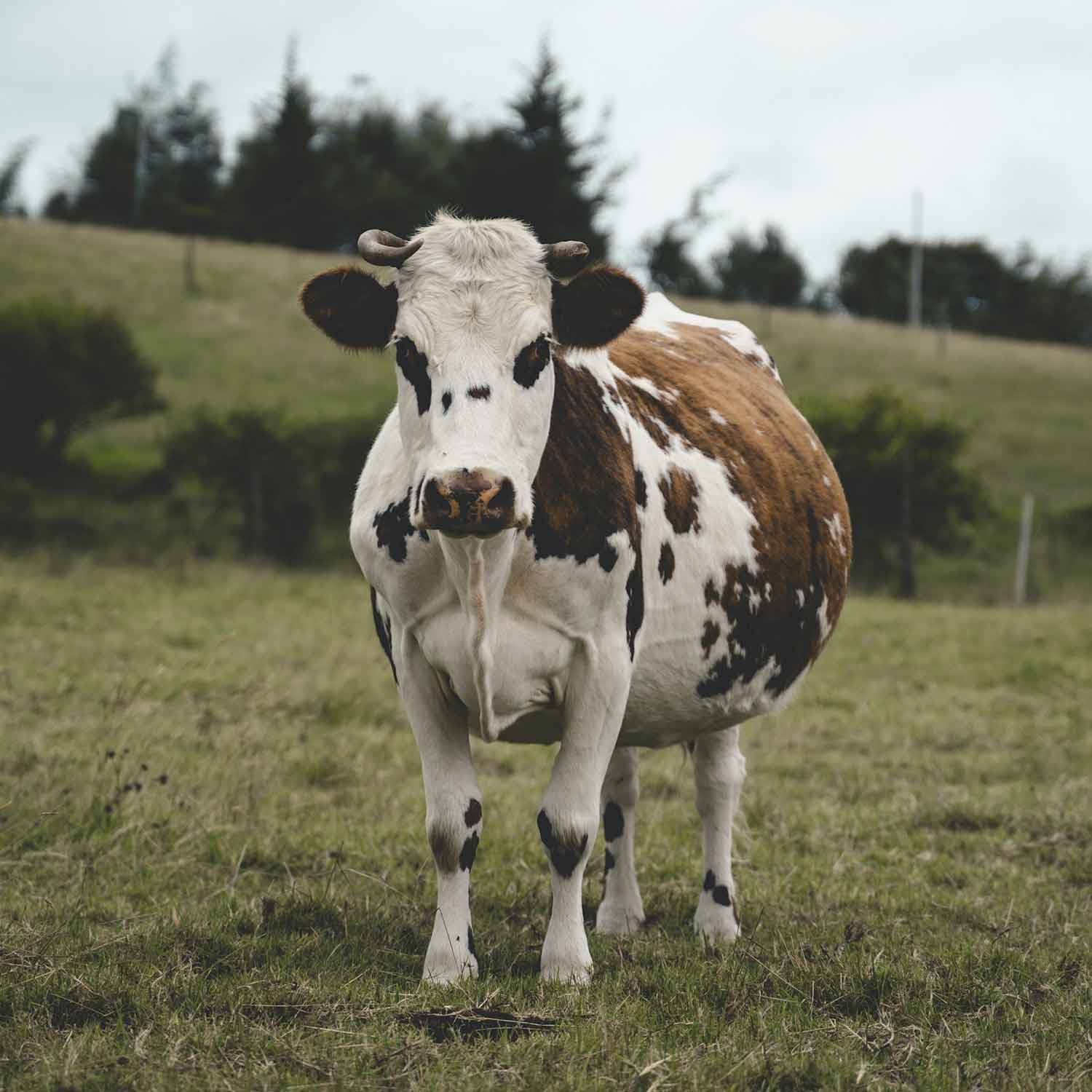 Cow in field