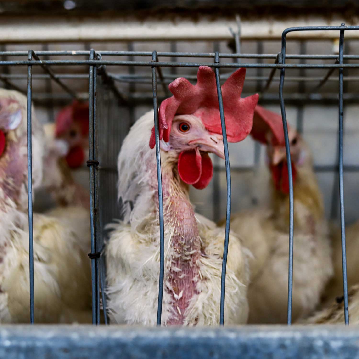 Hen in cage