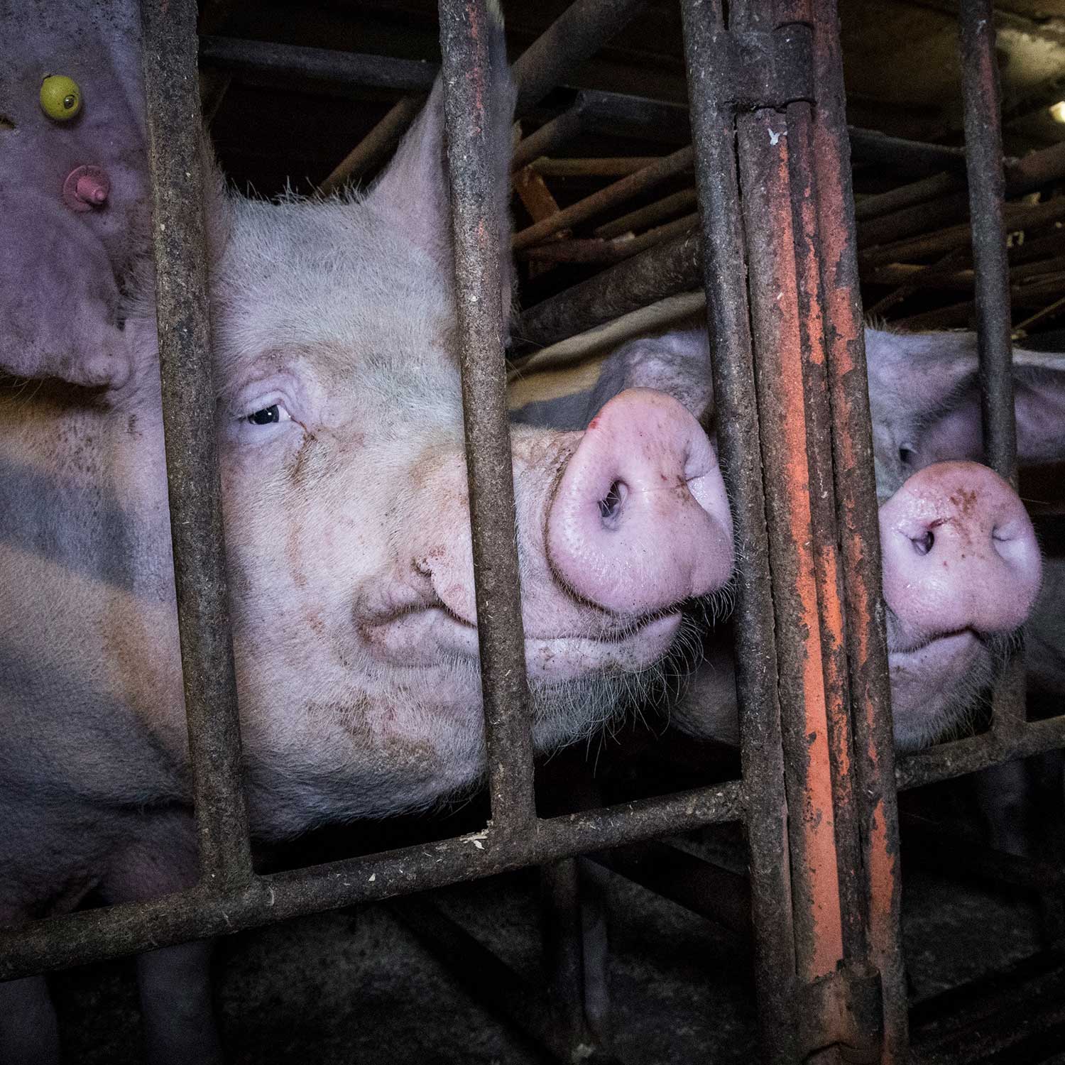 Pigs in gestation crate