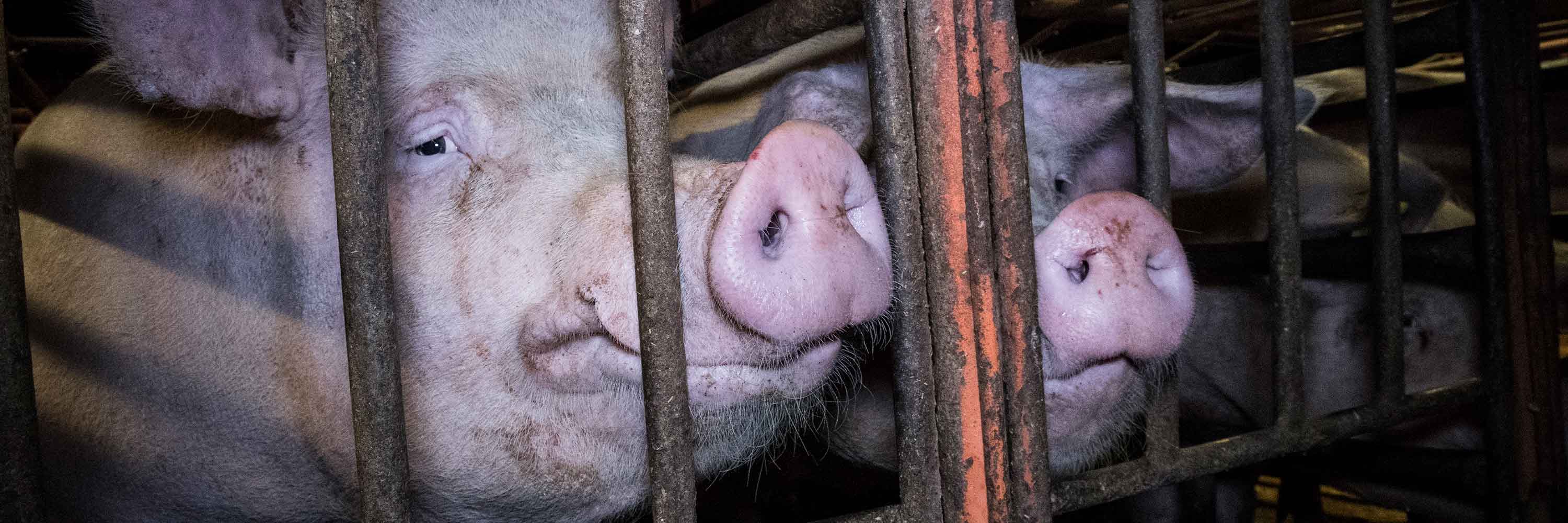 Pigs in gestation crate