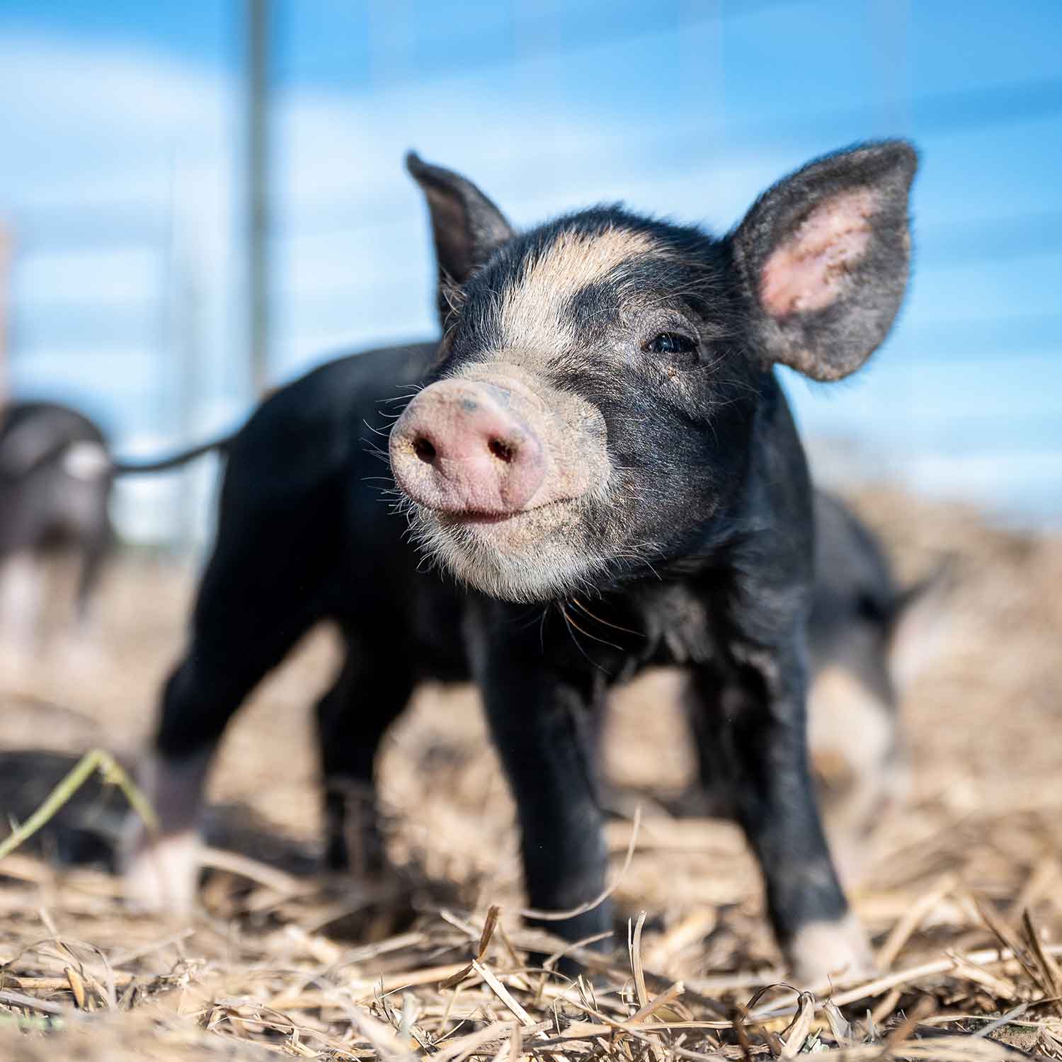 Piglet outside on farm