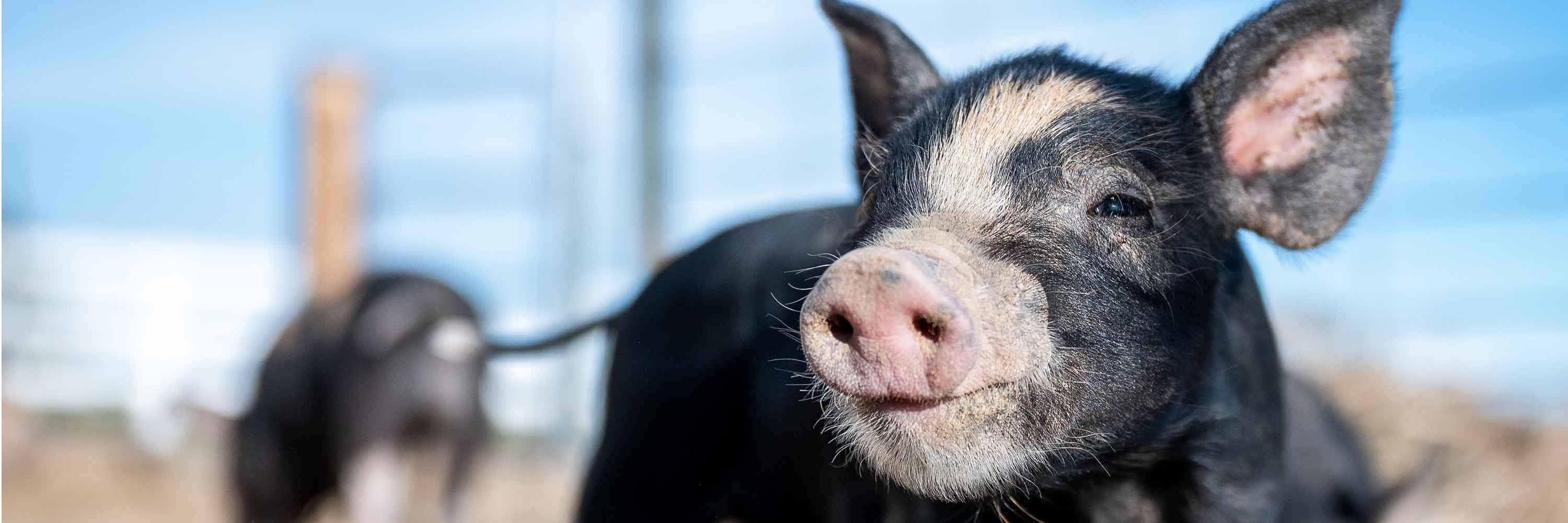 Piglet outside on farm