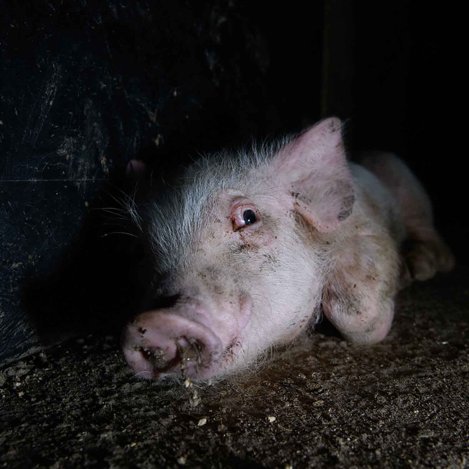 Sick pig in Spain Factory Farm