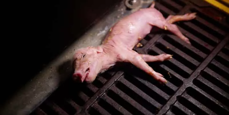 Newborn piglet agonizing in the floor of a factory farm in Northern Italy
