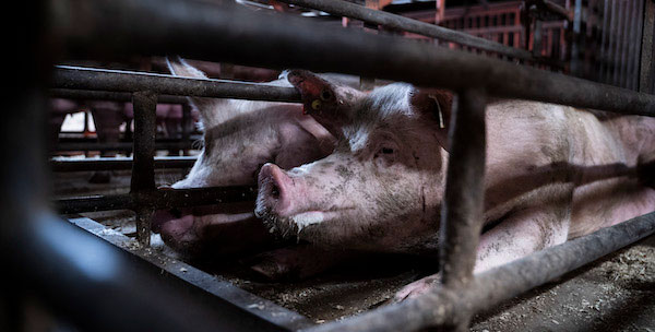 Pig in gestation crate