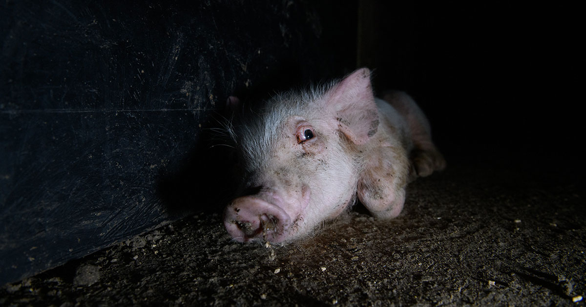 Sick pig in Spain Factory Farm