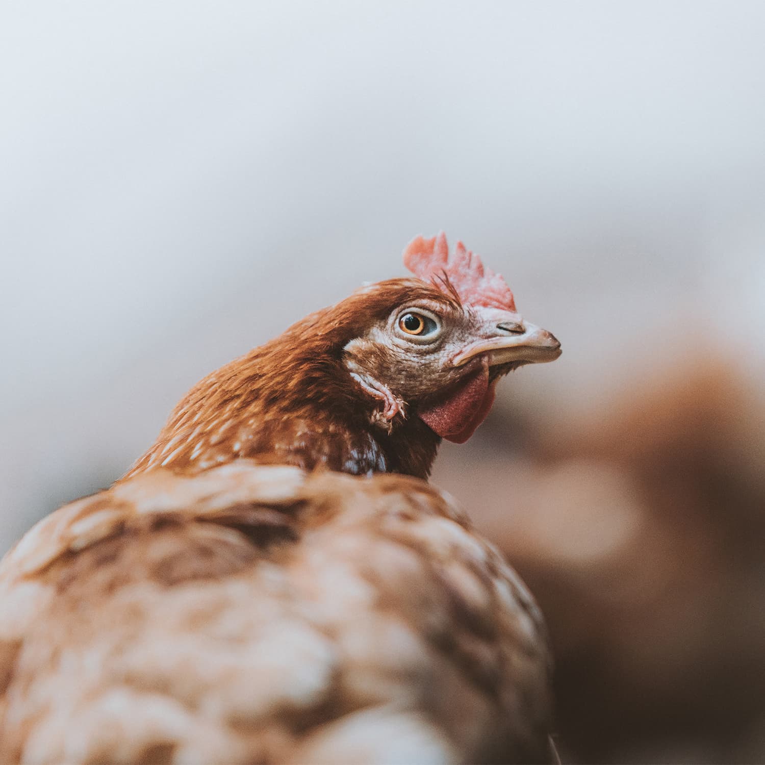 Brown hen