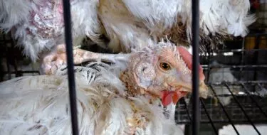 Investigación sobre la gallina india