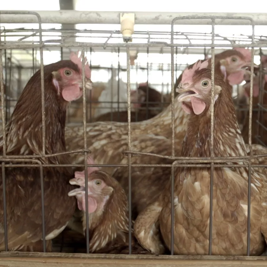 hen cages