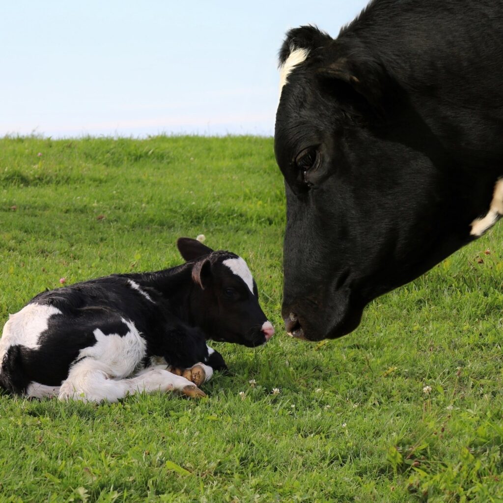 Cow and her calf.