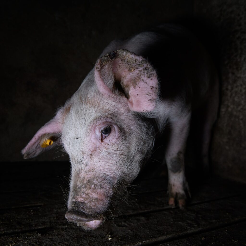 Pig inside a Spanish pig farm