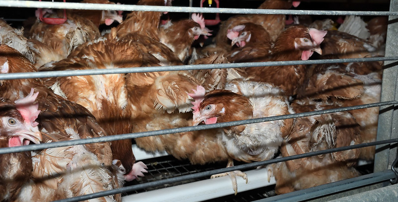 Investigación del Reino Unido sobre una granja de pollos