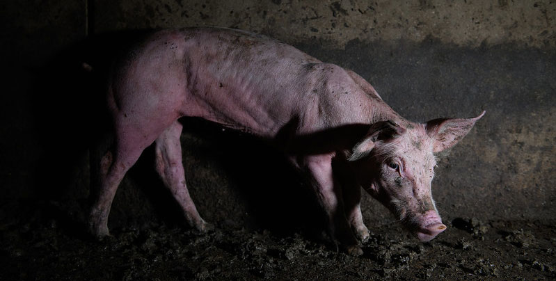 Starving pig in Spain Pig Investigation