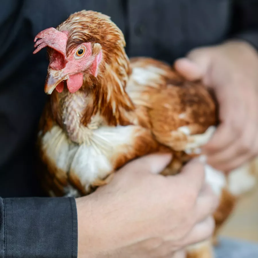 Person holding a brown hen