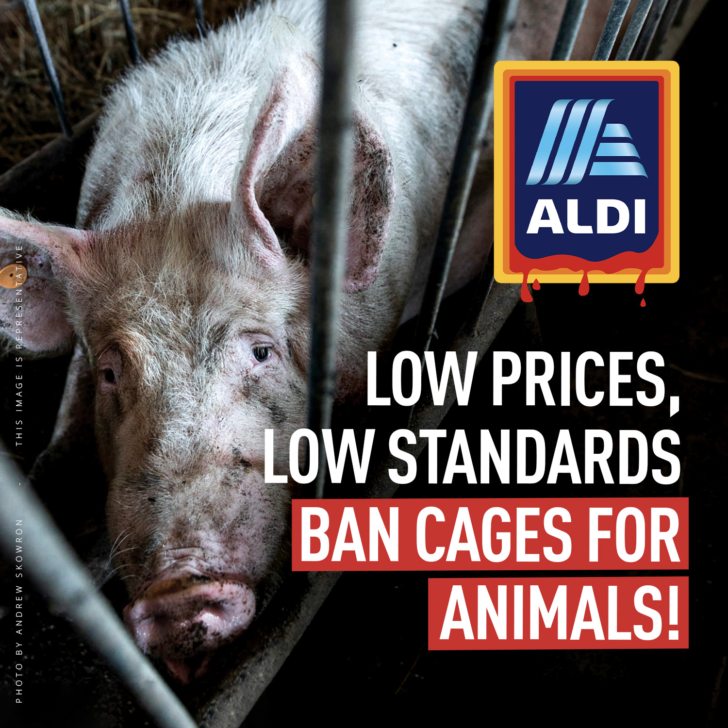 Pig in a cage with a message asking Aldi to ban cages.