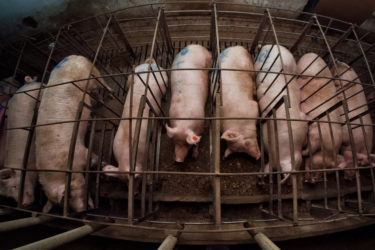 Row of pigs in cages.