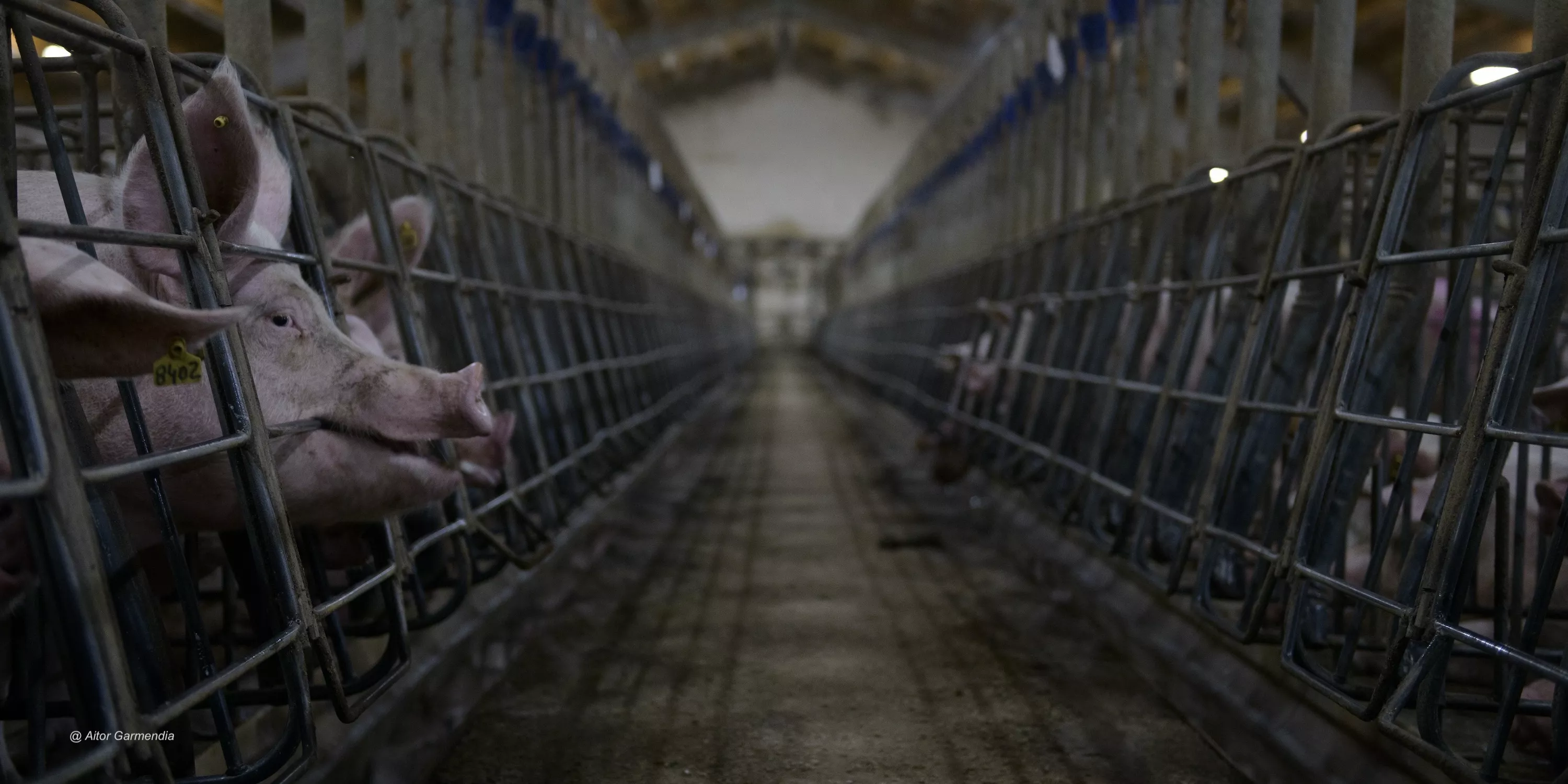Interior of a factory farm with a pig biting the bars of her cage.