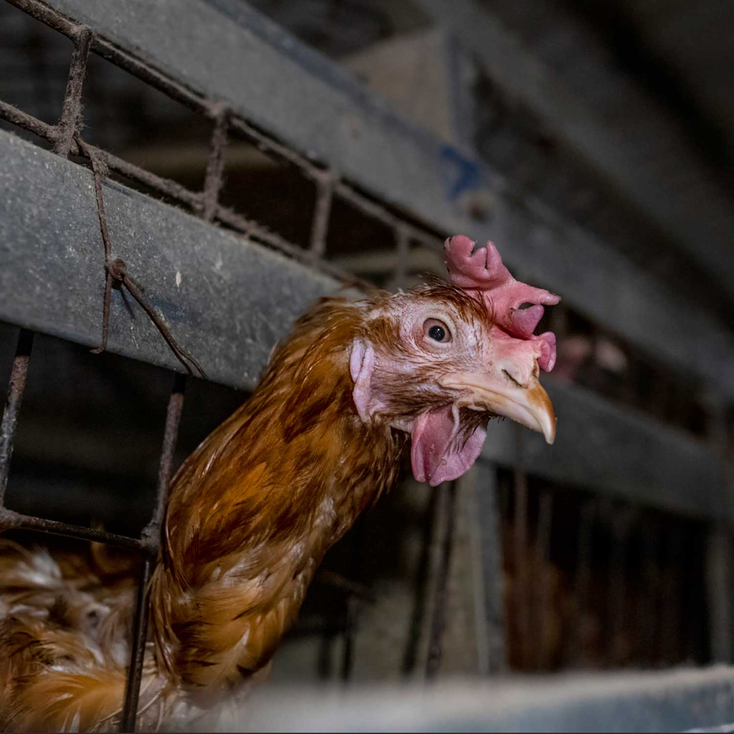 Hen in factory farm