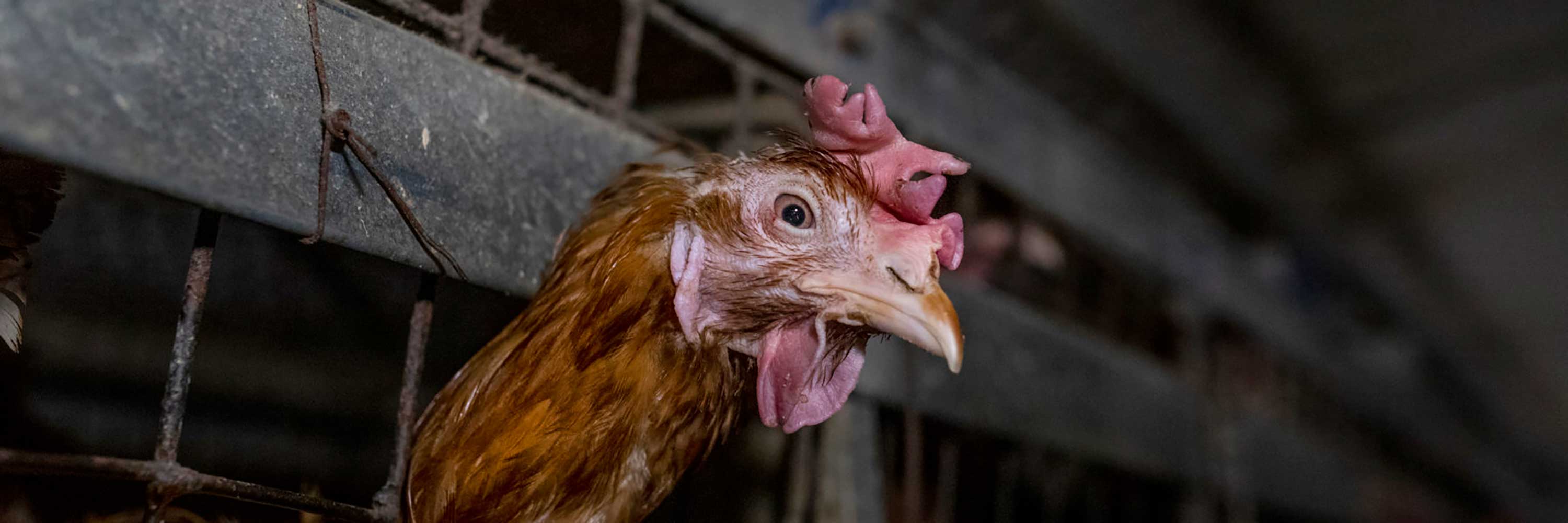 Hen in factory farm