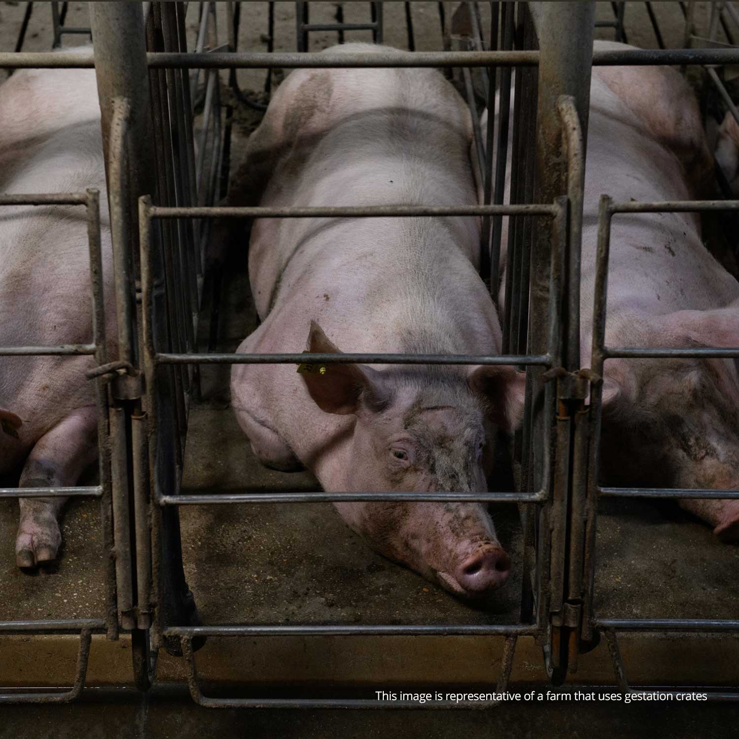 This image is representative of a farm that uses gestation crates