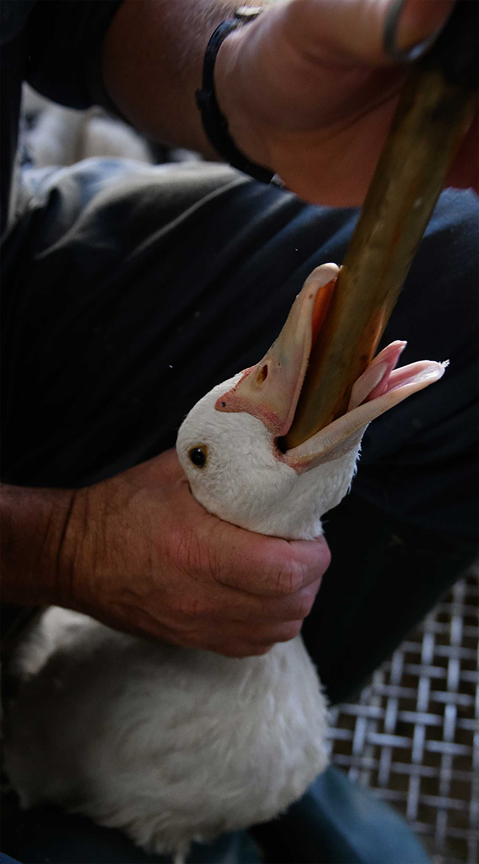 Foie Gras Farm