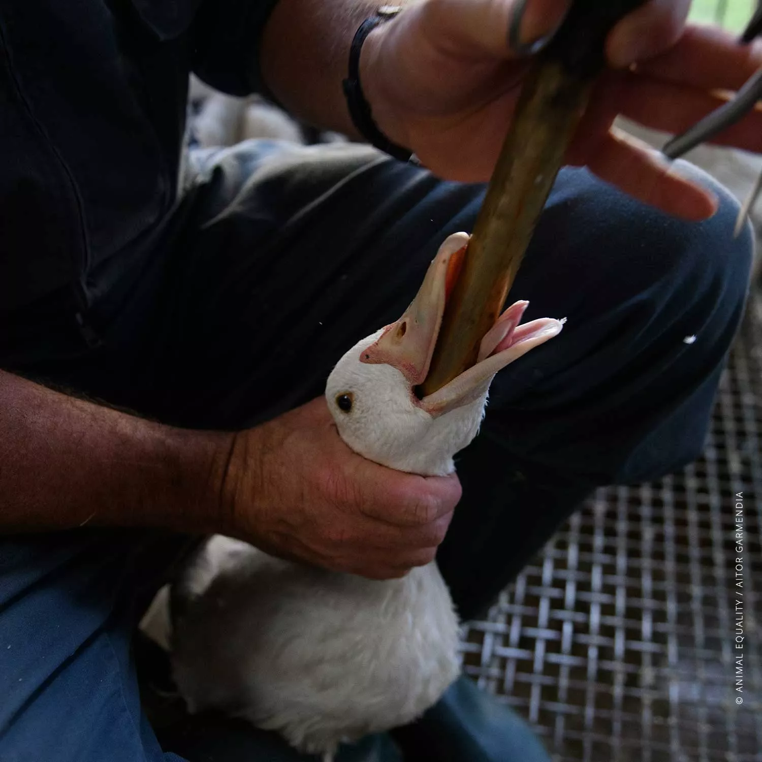 Duck force-fed for the production of foie gras