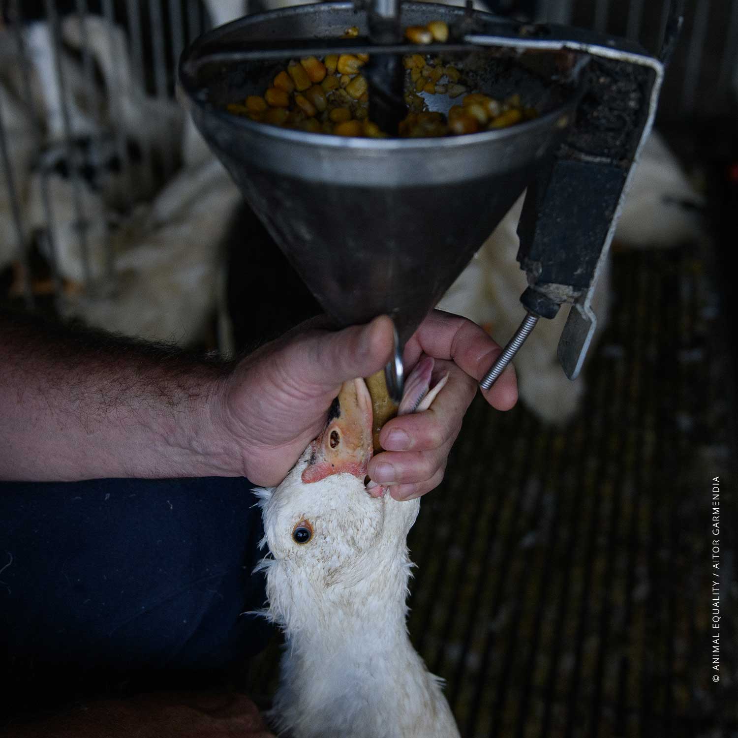 Newly-Released Images Expose Force-Feeding on French Foie Gras Farms