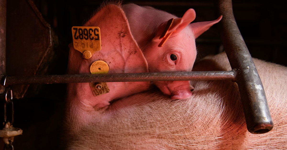 Spain Pig Farm