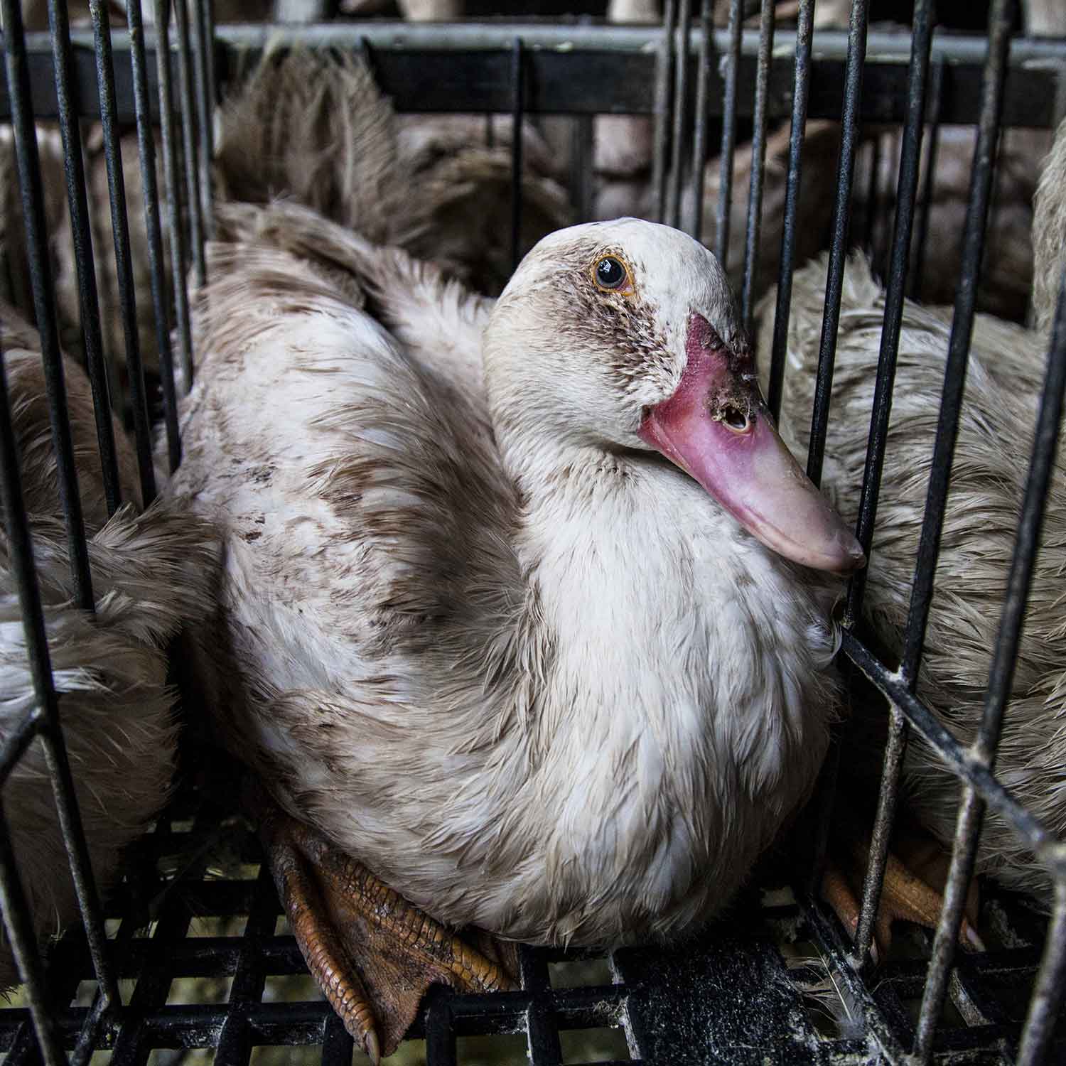 Ducks in cage