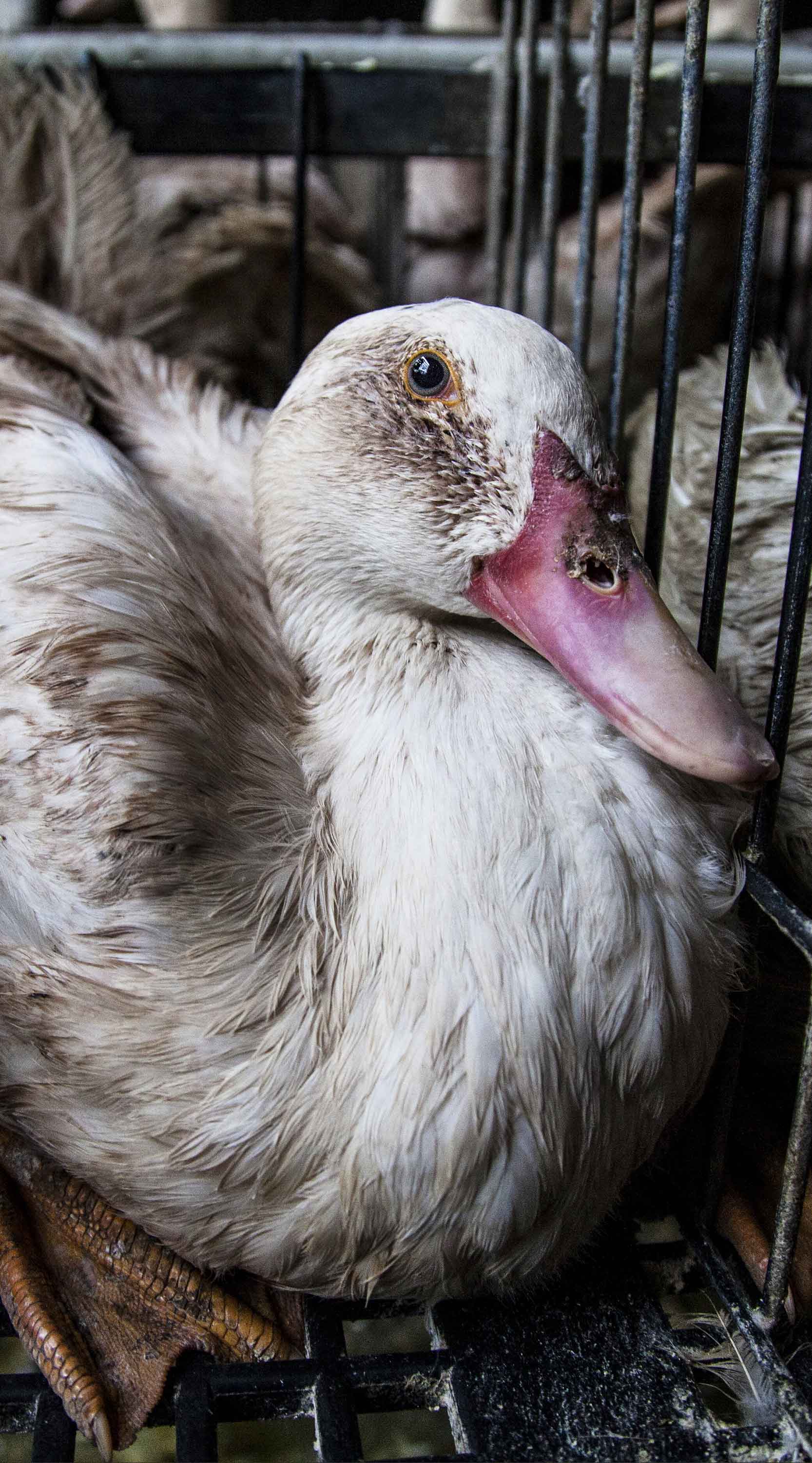 Ducks in cage