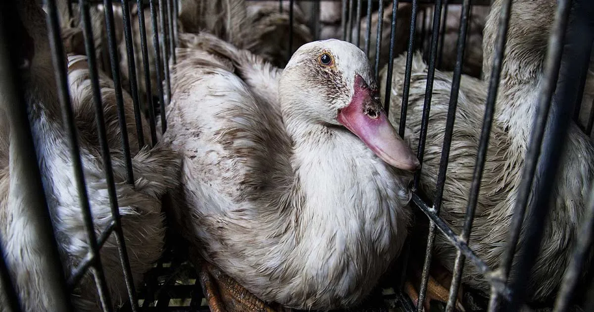 A duck looks directly into the camera during foie gras production.