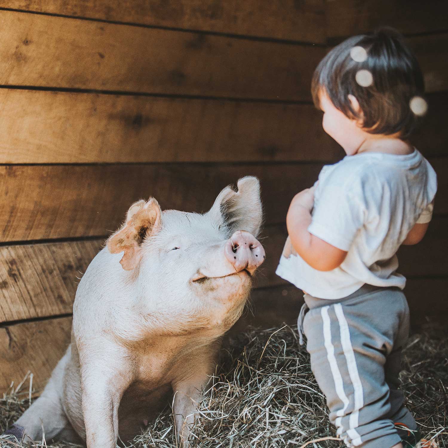 Pig with child