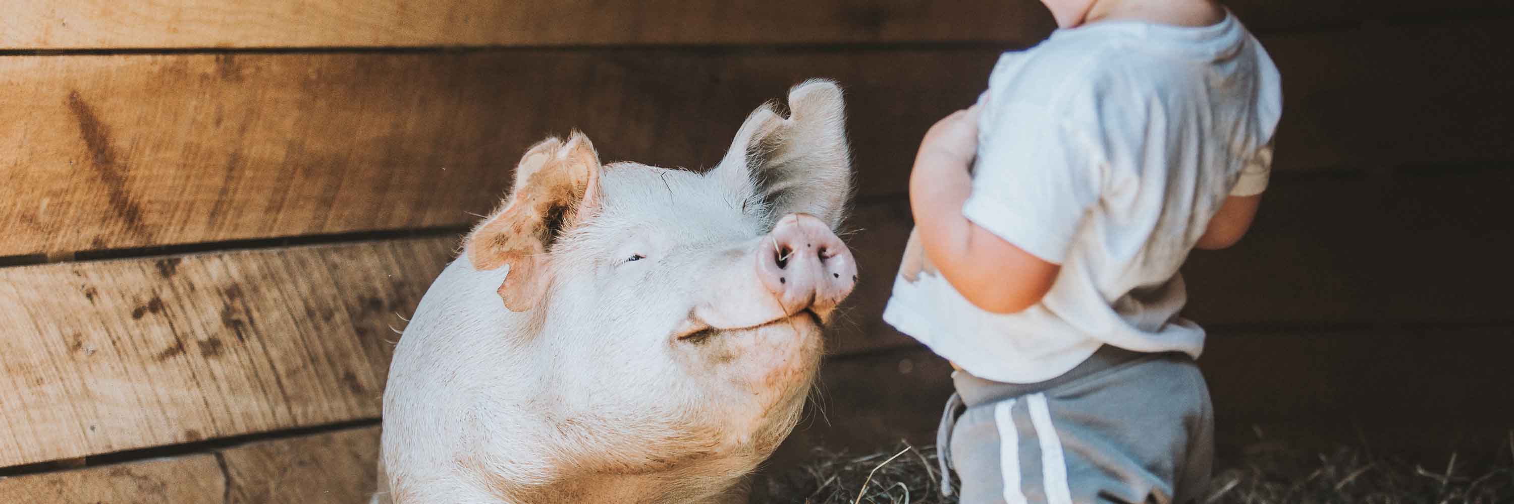 Pig with child