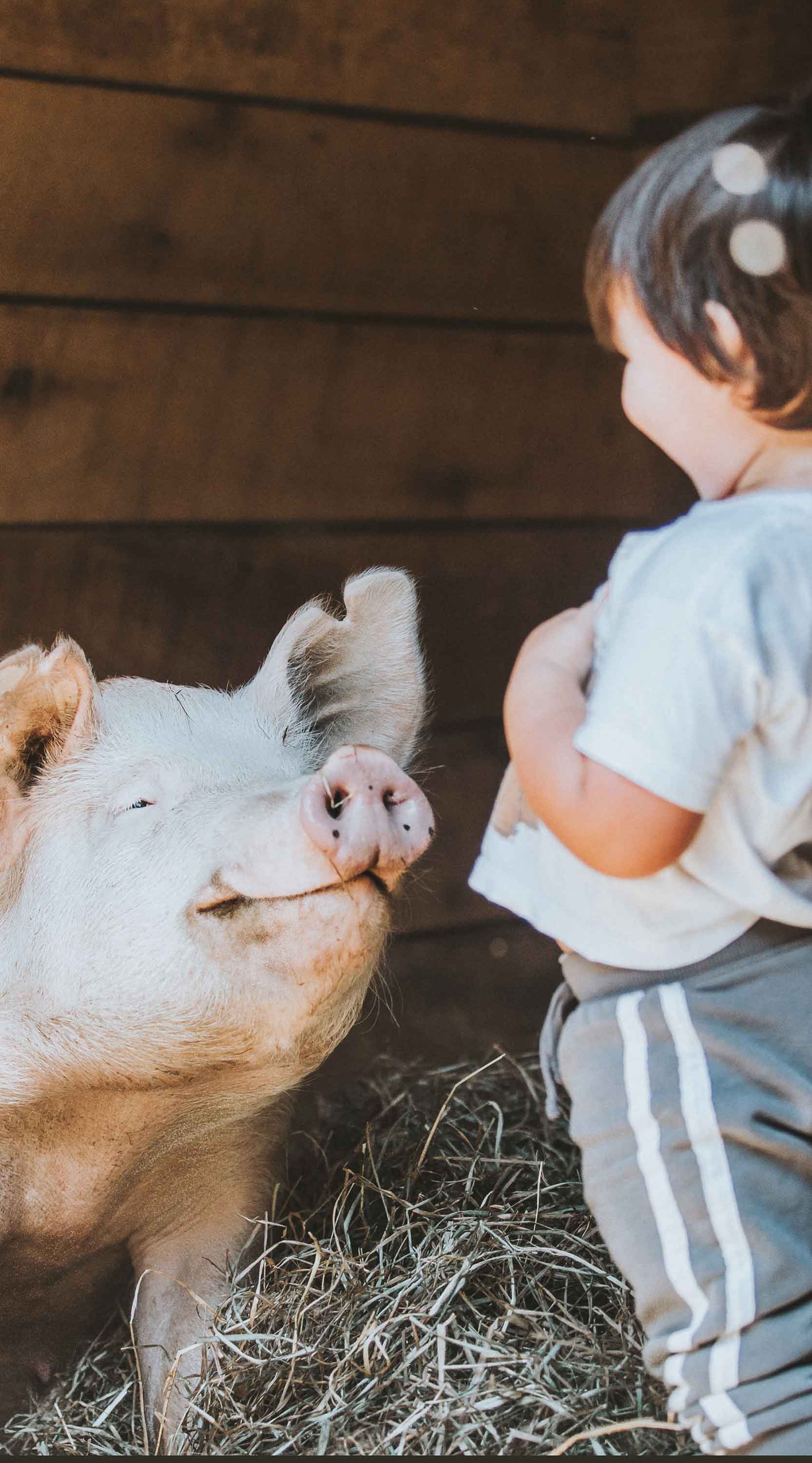 Pig with child