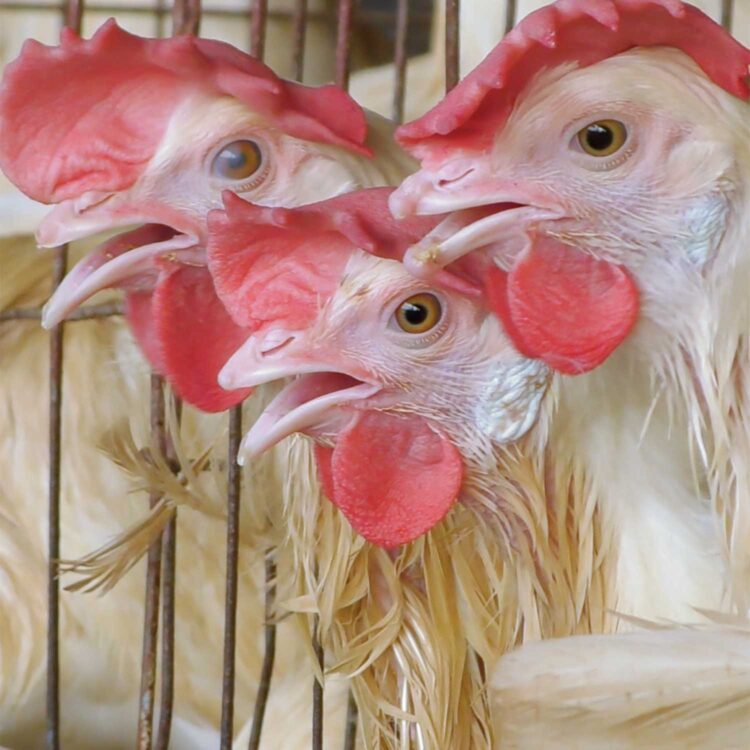 Investigation: India’s Egg Industry | Animal Equality