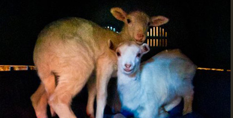 sharon-christmas-eve-rescue-lamb