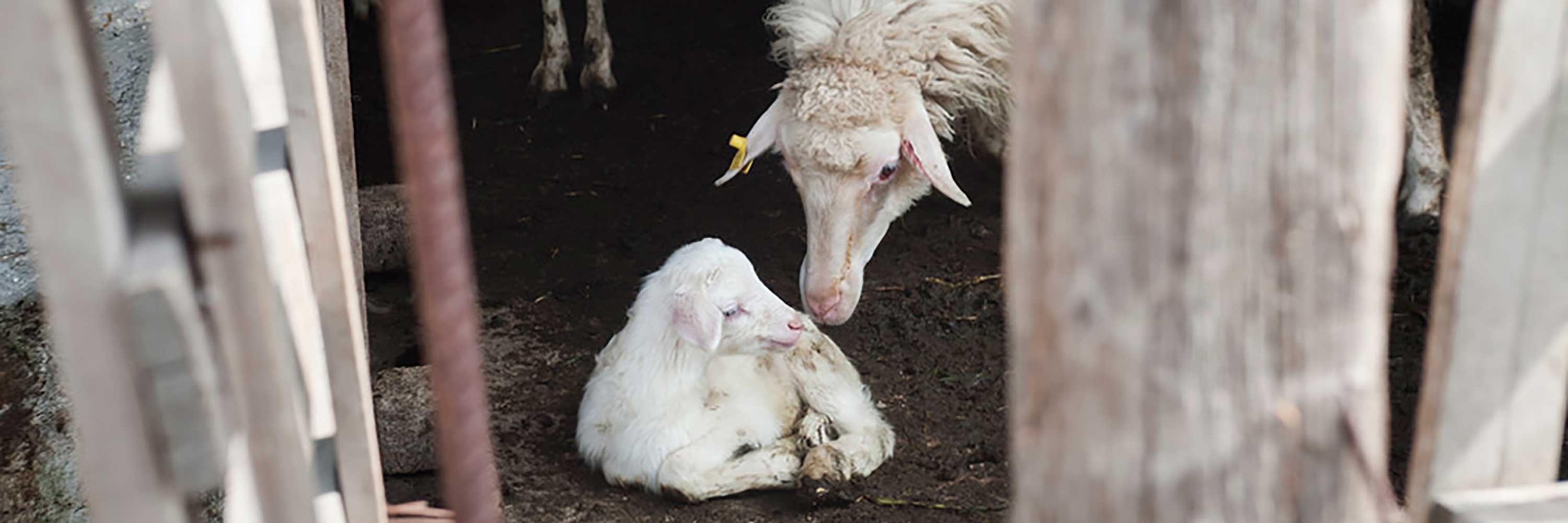 2024-colorado-lamb-processors