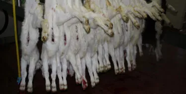 2024-colorado-procesadores-de-cordero-corderos-colgados-de-patas