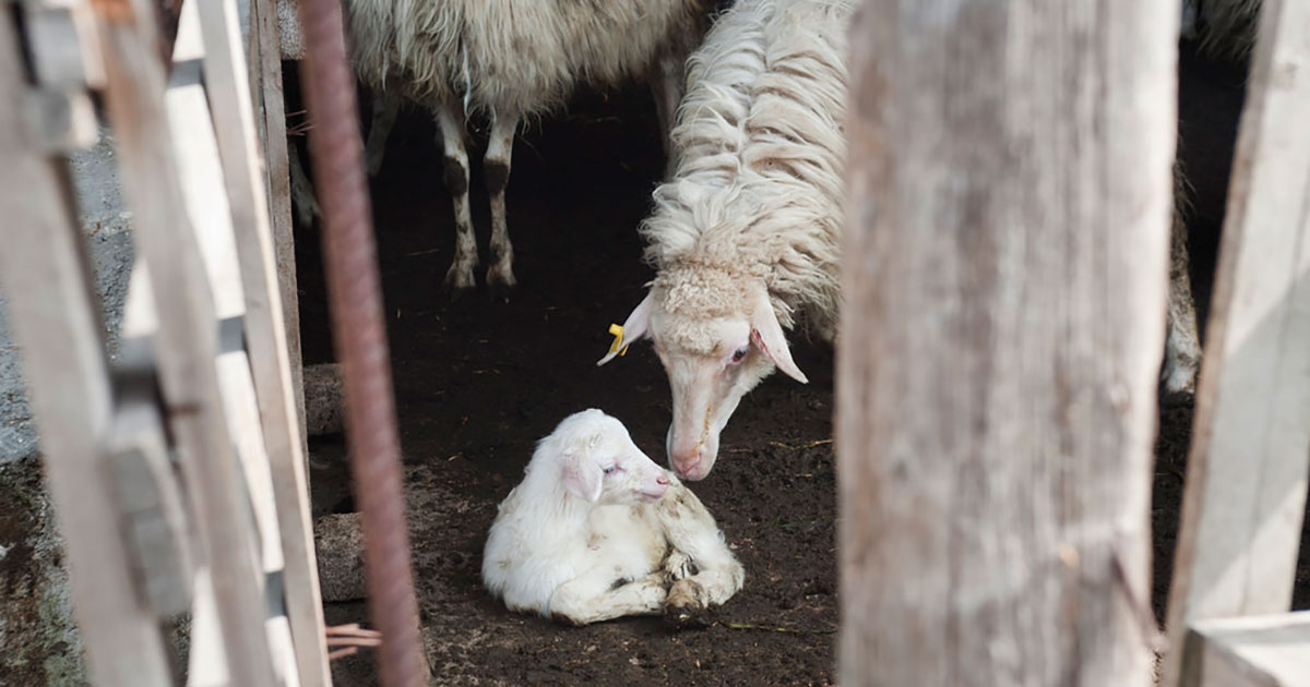 2024 colorado lamb processors social 1200x630 1 Criminal charges sought by Animal Equality for lamb cruelty